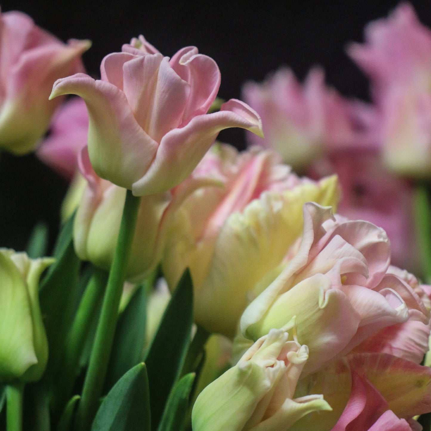 Freshly picked tulips.