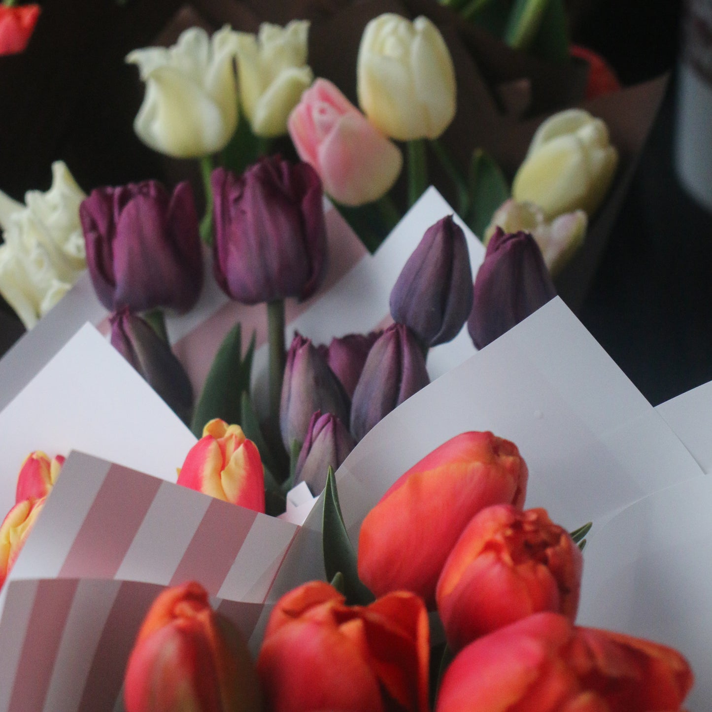 Freshly picked tulips.