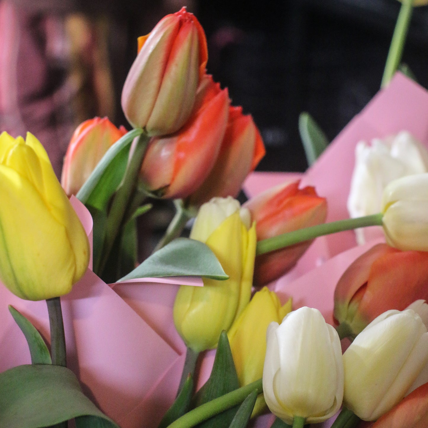 Freshly picked tulips.