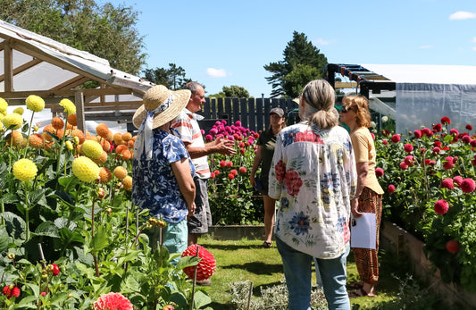 Dahlia care and growing guide.