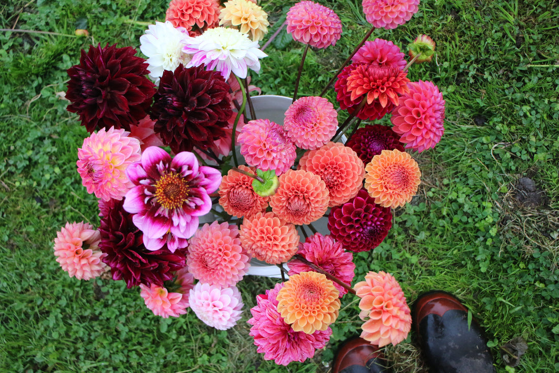 Dahlia care and growing guide.