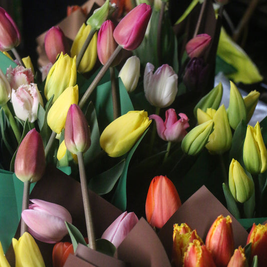 Freshly picked tulips.