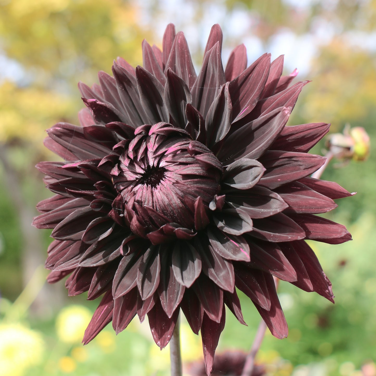 Black Jack