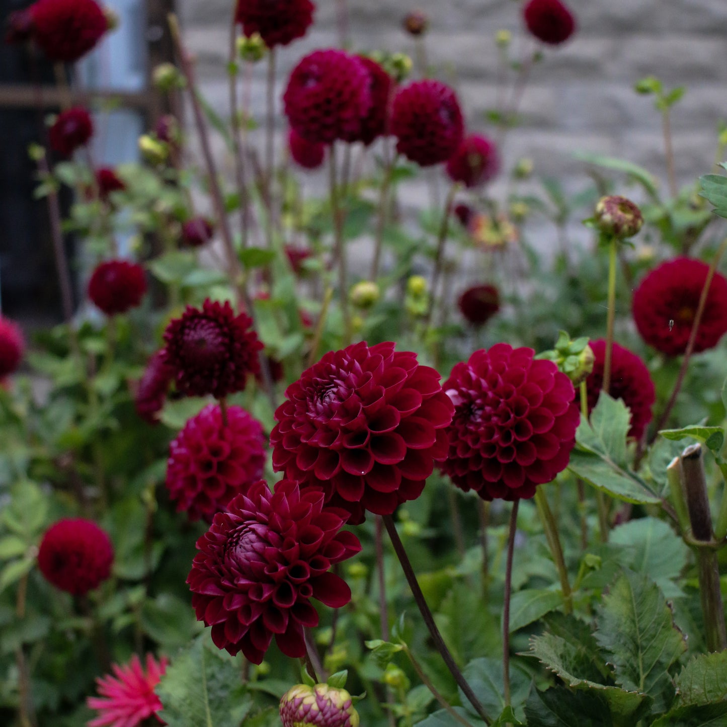 Blyton Red Ace