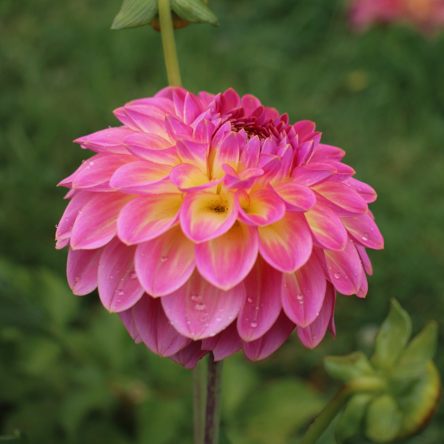 Pink suffusion