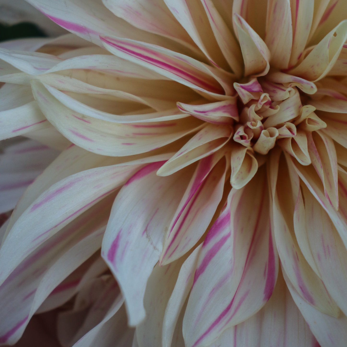 Cafe Au Lait Twist