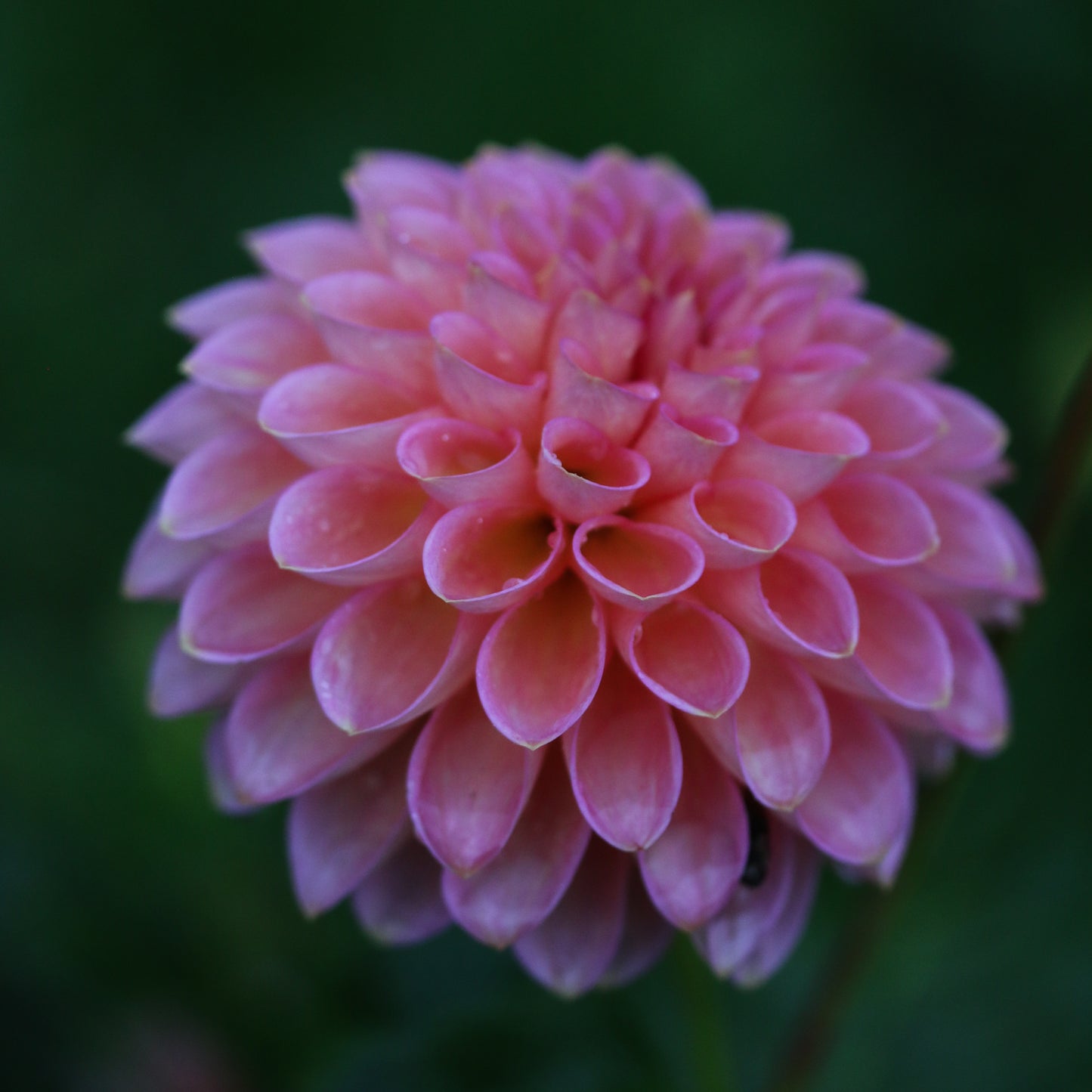 Westerton Pearl
