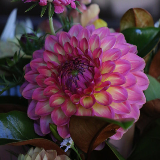 Pink suffusion