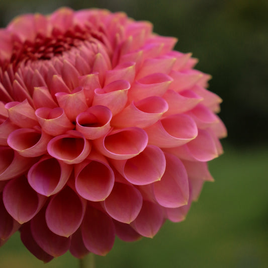 Westerton Pearl