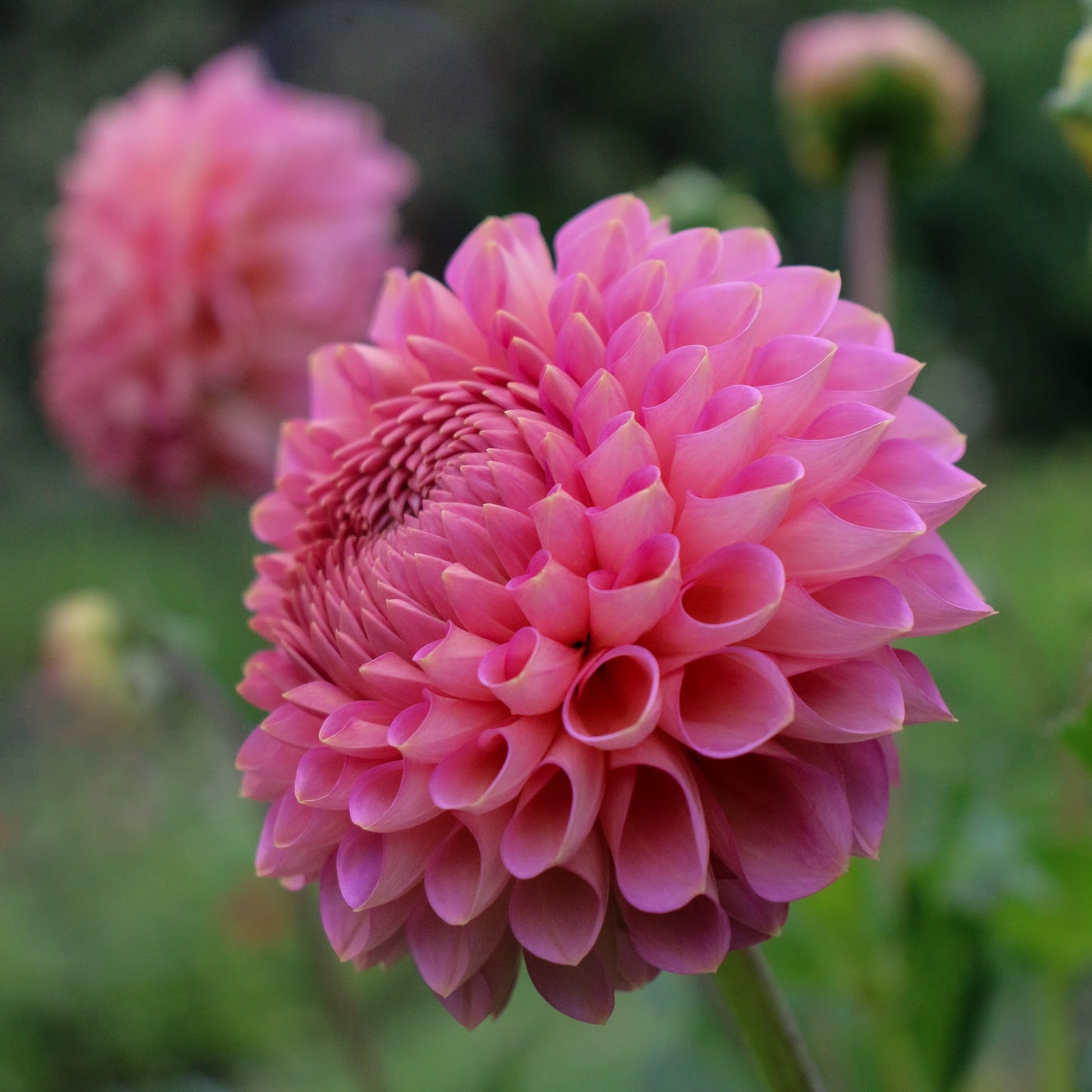 Westerton Pearl