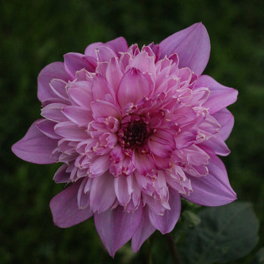 Richards Fortune