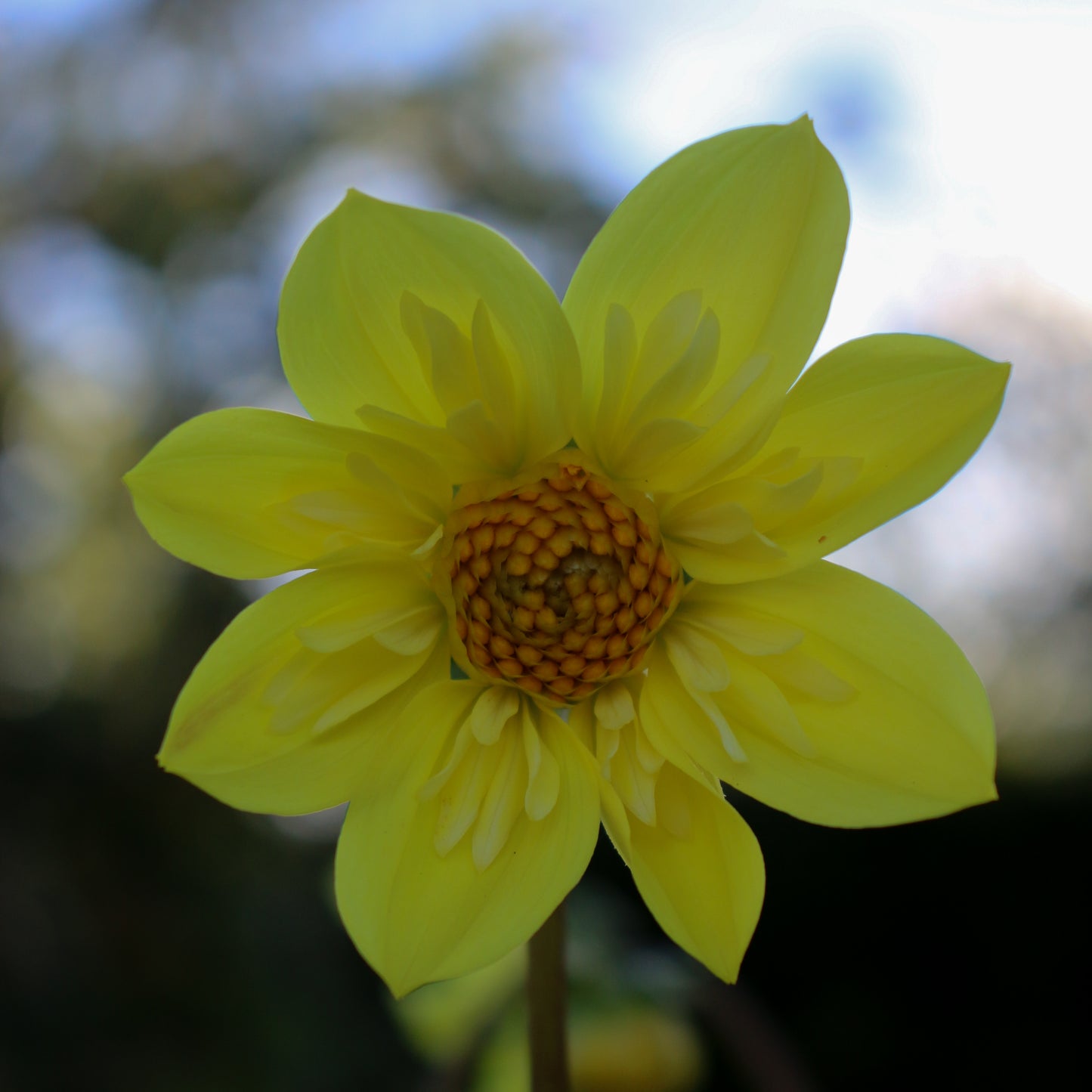 Kelsey Sunshine