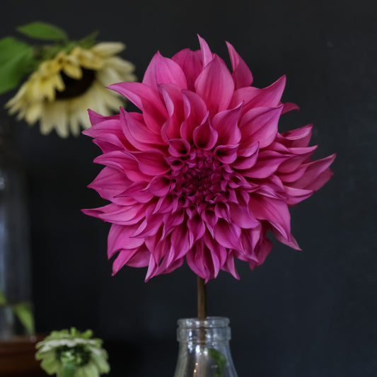 Cafe Au Lait Rose
