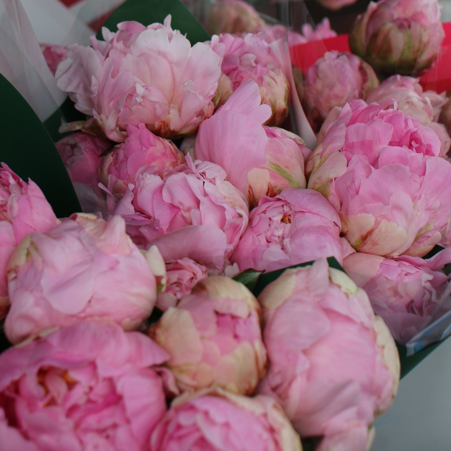 Fresh Peonies